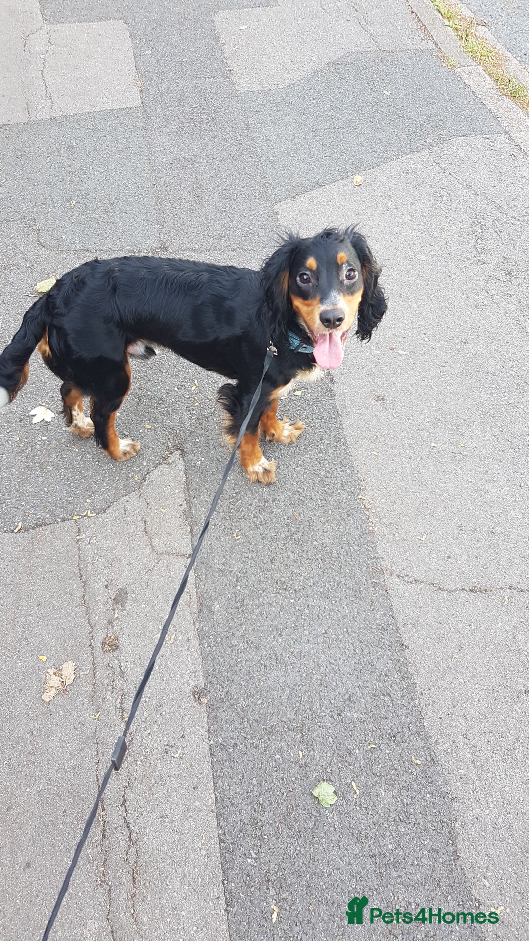 Cocker Spaniel dogs for sale: Loving crazy Cocker Spaniel - Advert 3