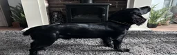 Cocker Spaniel dogs for stud: Well bred kc black stud dog - Advert 2