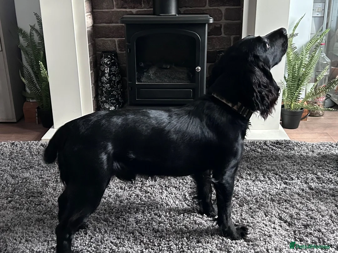 Cocker Spaniel dogs for stud: Well bred kc black stud dog - Advert 2