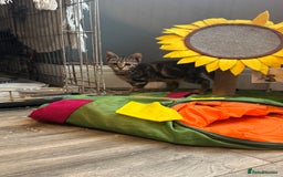 Domestic Shorthair cats for sale: Gorgeous brown tabby girl  - Image 1