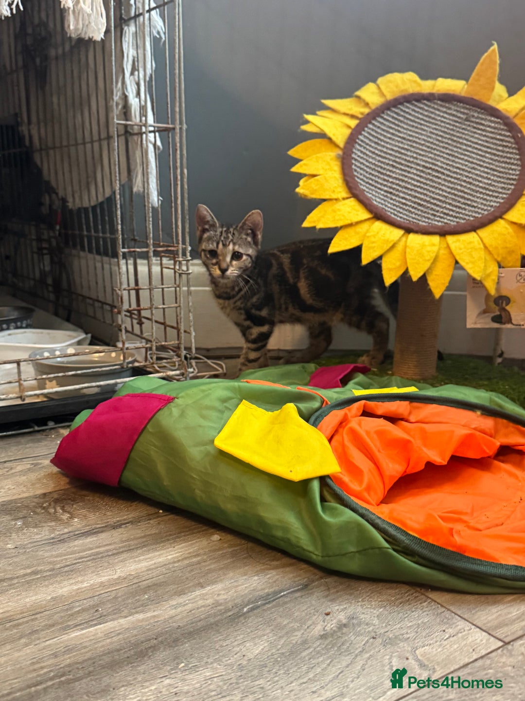 Domestic Shorthair cats for sale: Gorgeous brown tabby girl  - Image 1