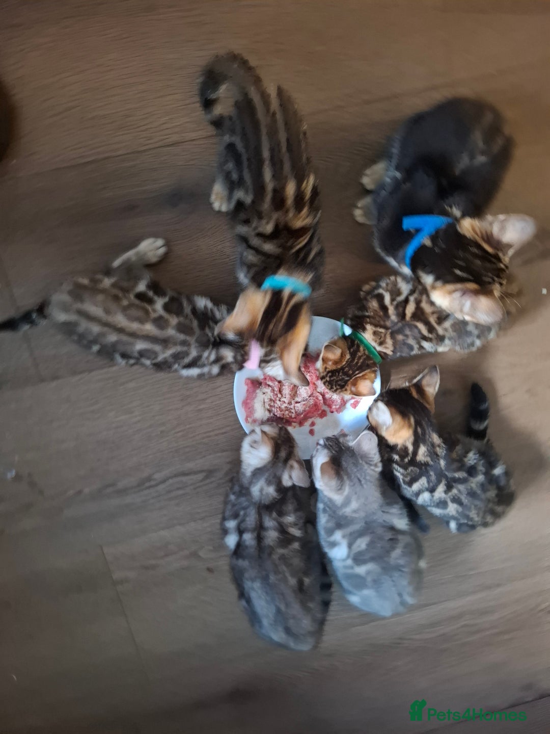 Bengal cats for sale: Last stunning Blue pure bengal kitten available! - Advert 8