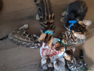 Bengal cats Absolutely stunning pure bengal kittens - Advert 4