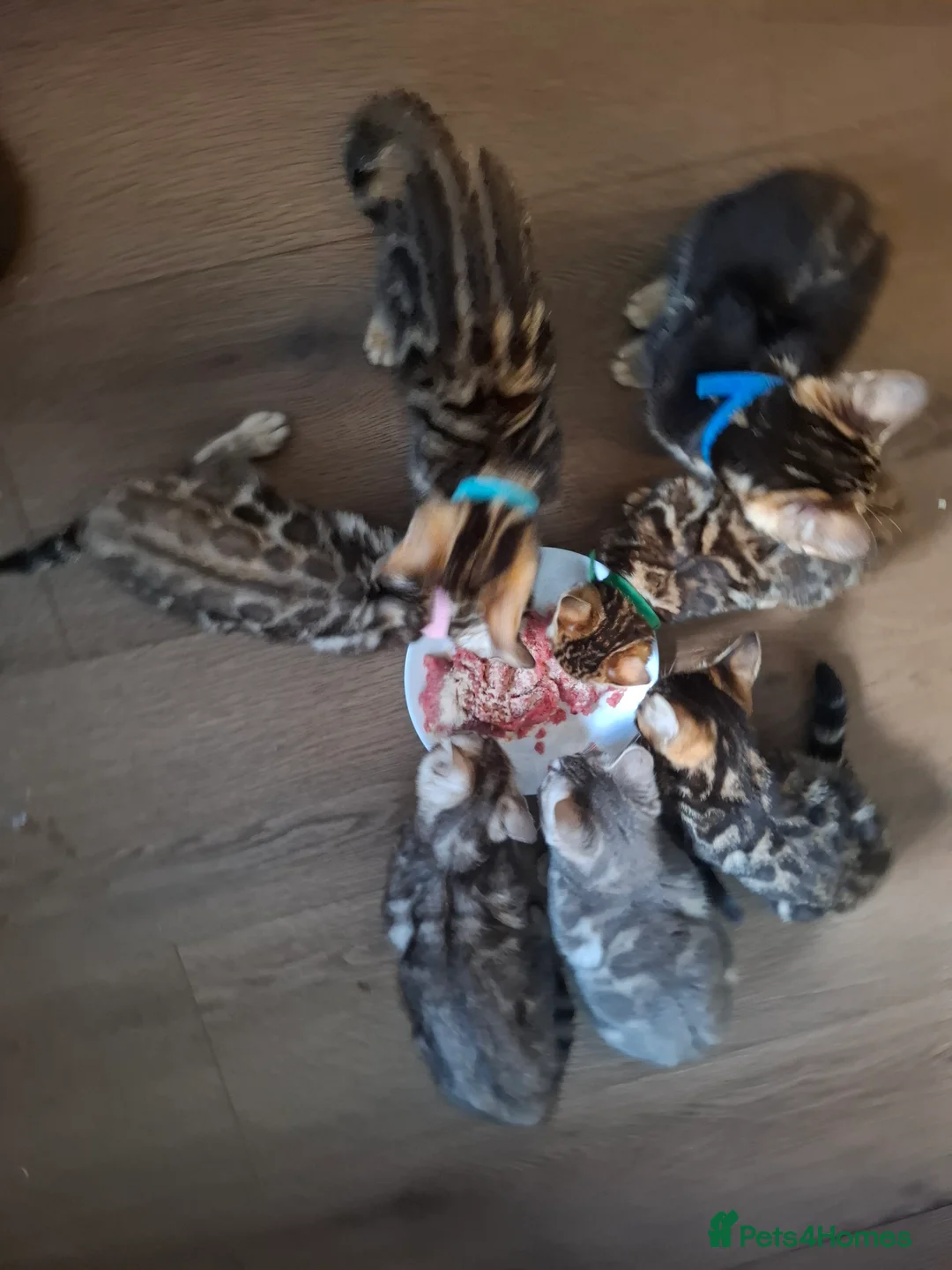 Bengal cats for sale: Stunning Blue pure bengal kittens - Advert 2