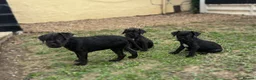 Patterdale Terrier dogs for sale: Patterdale terriers (1 BOY LEFT) - Advert 3