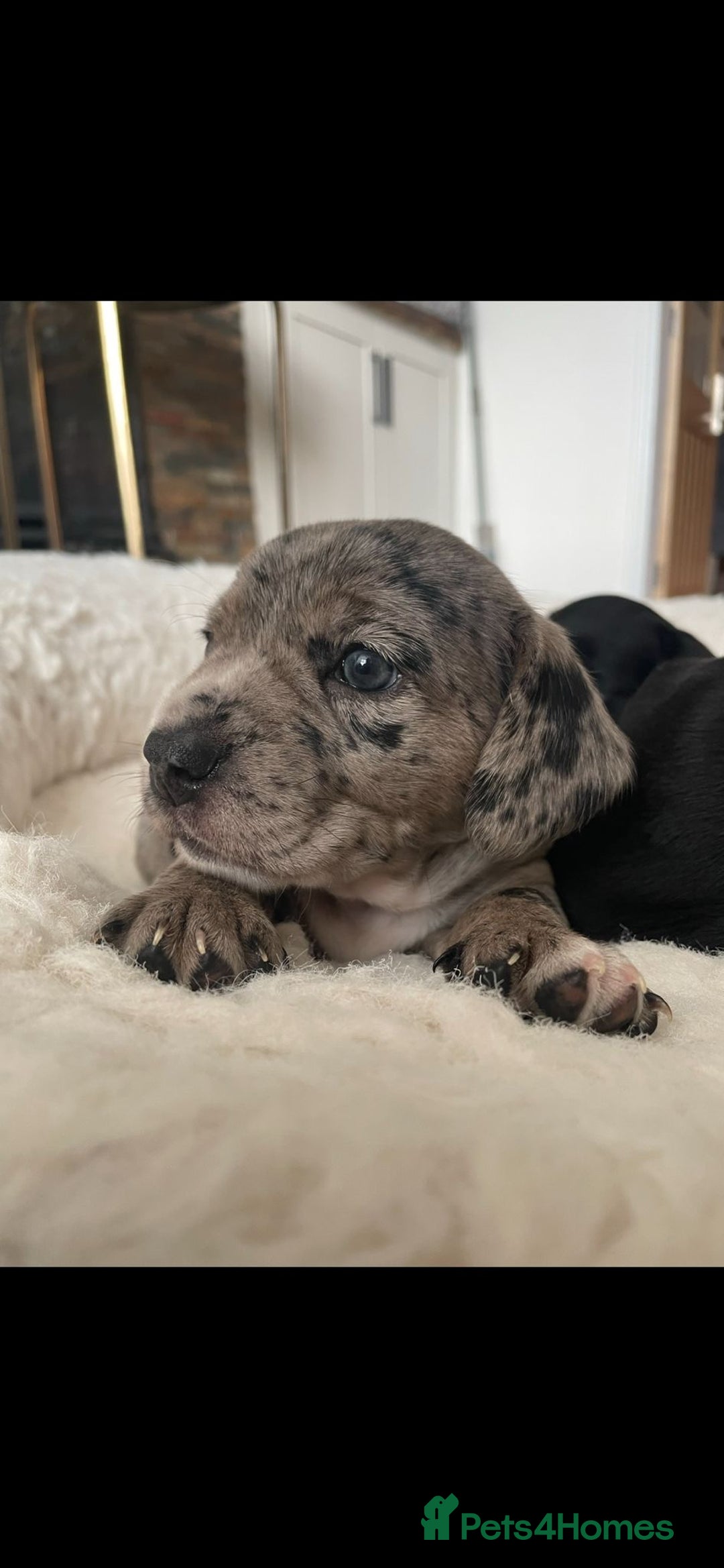Mixed Breed dogs for sale: Dalmatian X Chiweenie Puppies - Image 9