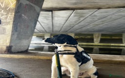 Mixed Breed dogs for sale: Large Female dog - Image 3