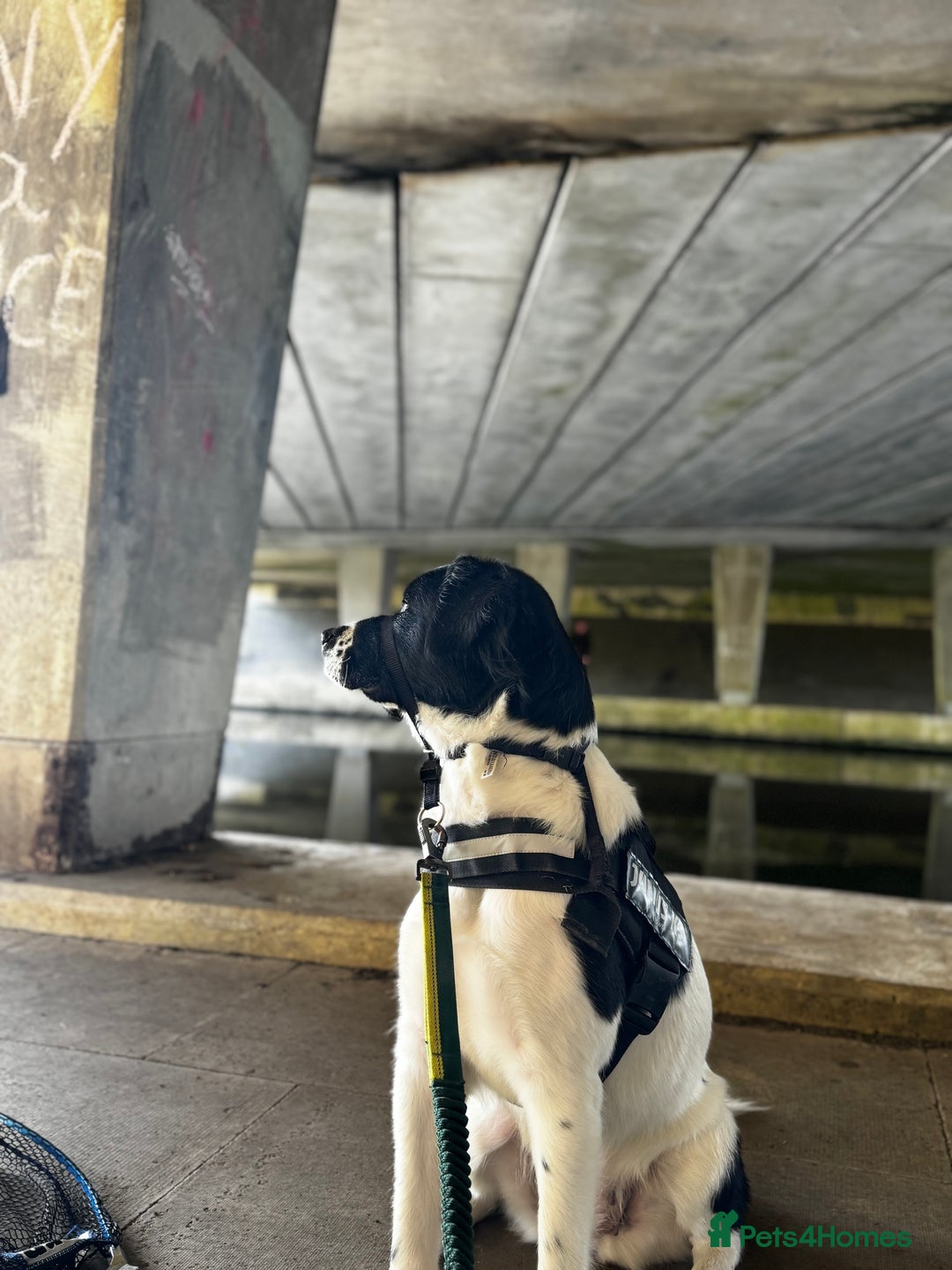 Mixed Breed dogs for sale: Large Female dog - Image 3