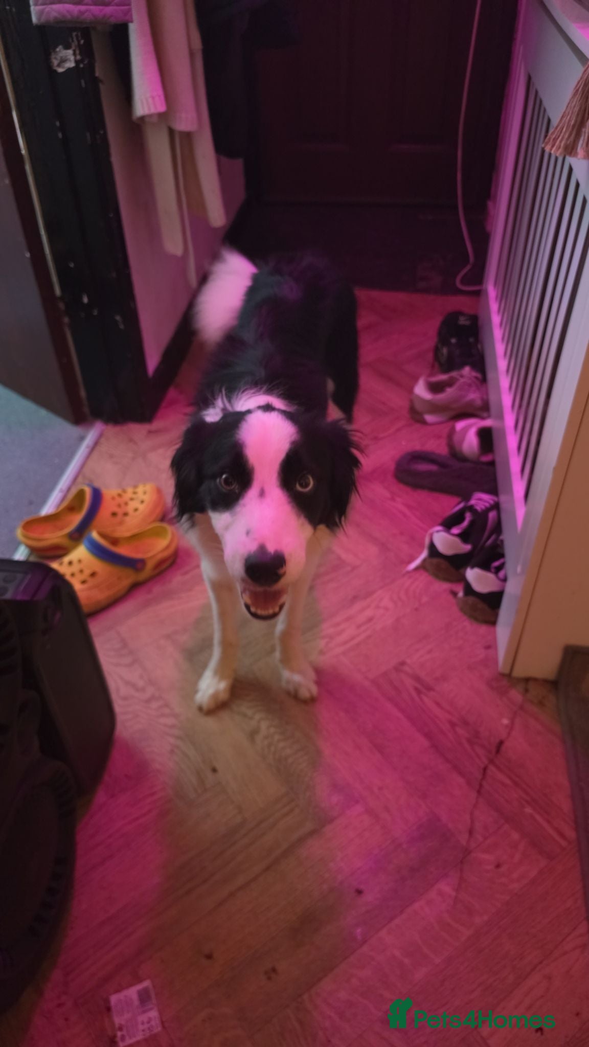 Border Collie dogs 1 year old border collie  - Advert 7