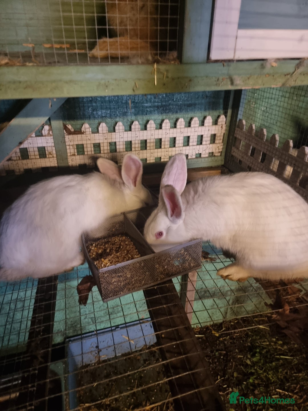 New Zealand rabbits for sale: Rabbit  - Advert 1