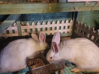 New Zealand rabbits Rabbit - Advert 2