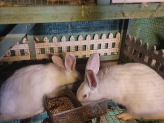 New Zealand rabbits Rabbit - Advert 7