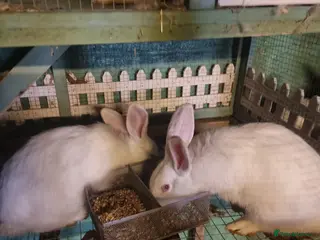 New Zealand rabbits Rabbit - Advert 22