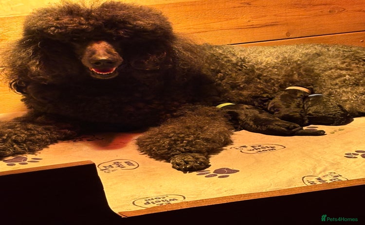 Standard Poodle dogs - Advert 1