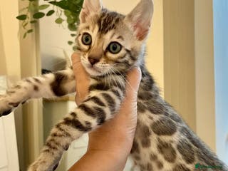 Bengal cats 🥇🏆Last Silver Brown Pedigree Tica Bengals🏆🥇 - Advert 12