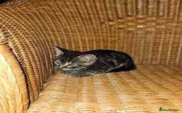 British Longhair cats for sale: Lovely kittens from super-sociable home! - Image 6