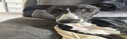 Lurcher dogs for sale: 8 month old lurcher girl in Basingstoke - Advert 3