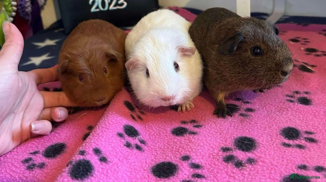 Guinea Pig rodents 3 male guinea pigs  - Advert 6