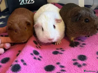 Guinea Pig rodents 3 male guinea pigs - Advert 6