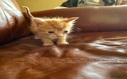 Domestic Shorthair cats for sale: 3 tabby 2 ginger - Image 6
