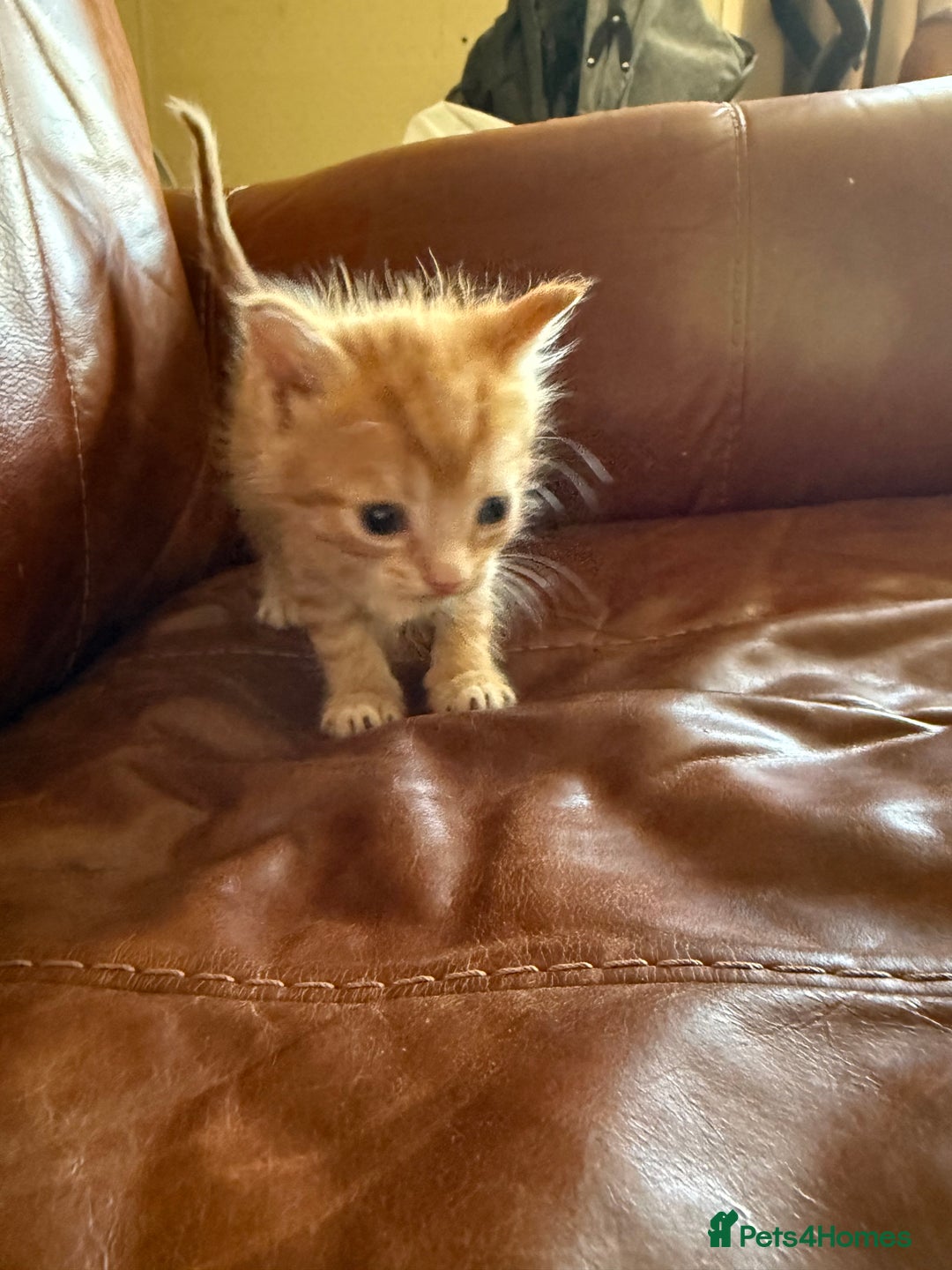 Domestic Shorthair cats for sale: 3 tabby 2 ginger - Image 6