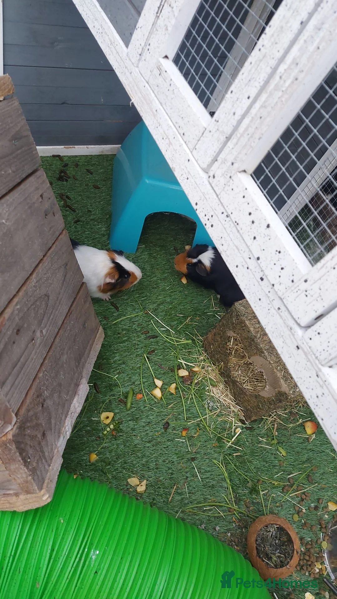Guinea Pig rodents for sale: 3 gorgeous boy guinea pigs  in Wantage - Advert 2
