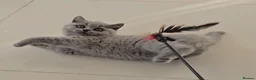 British Shorthair cats for sale: GCCF registered, ready to collect next week! - Advert 12