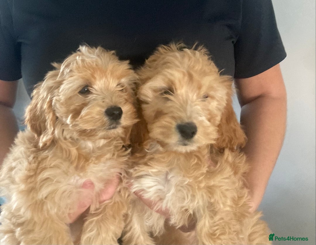 Cockapoo dogs for sale: STUNNING F1 COCKAPOO PUPPIES  - Image 3