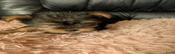 Chihuahua dogs for sale: Three small Yorkshire terriers for sale - Advert 8