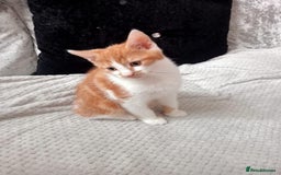 Mixed Breed cats for sale: GINGER & WHITE KITTEN LEFT NOW ONLY - Image 2