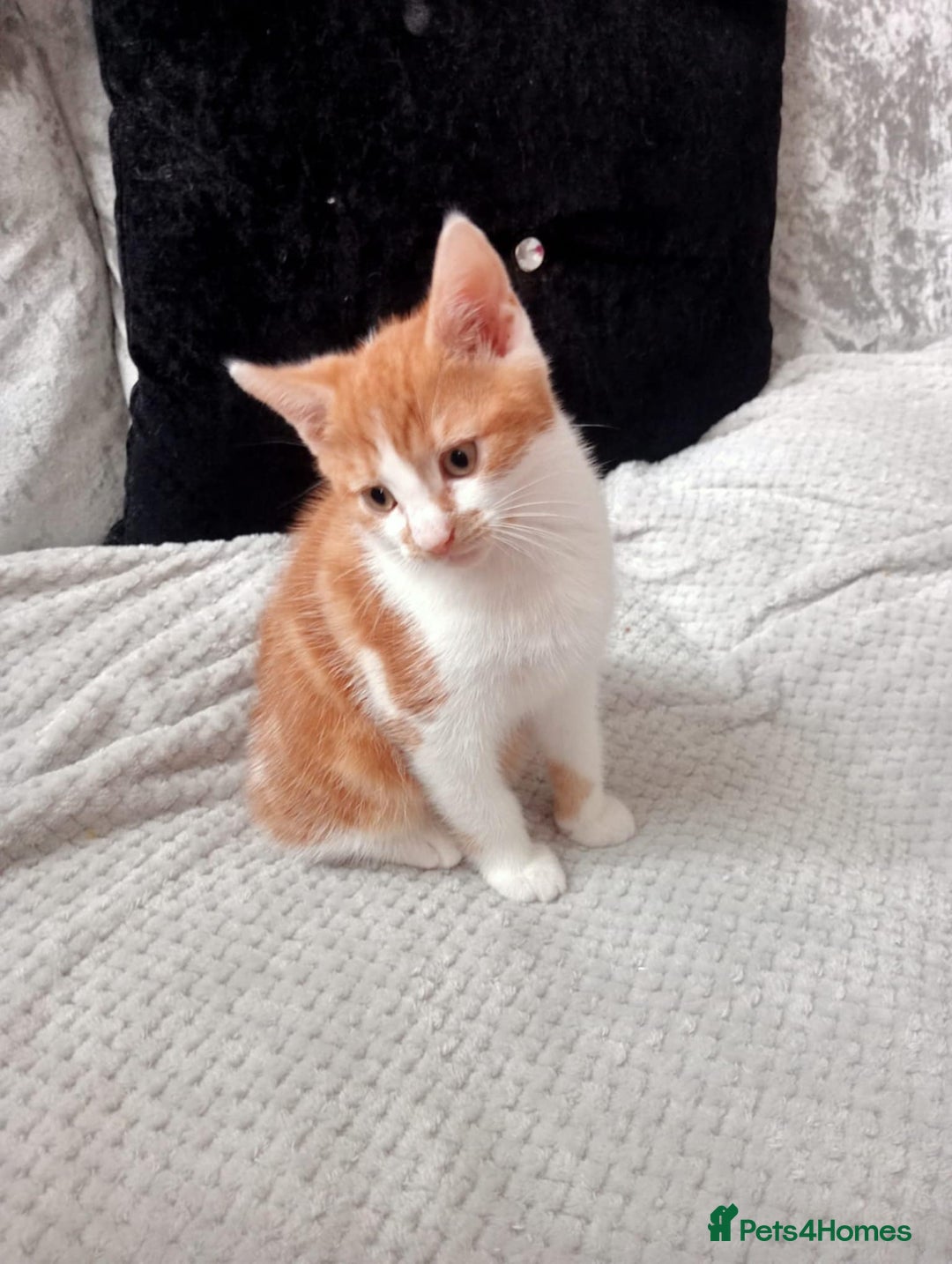 Mixed Breed cats for sale: GINGER & WHITE KITTEN LEFT NOW ONLY - Image 2