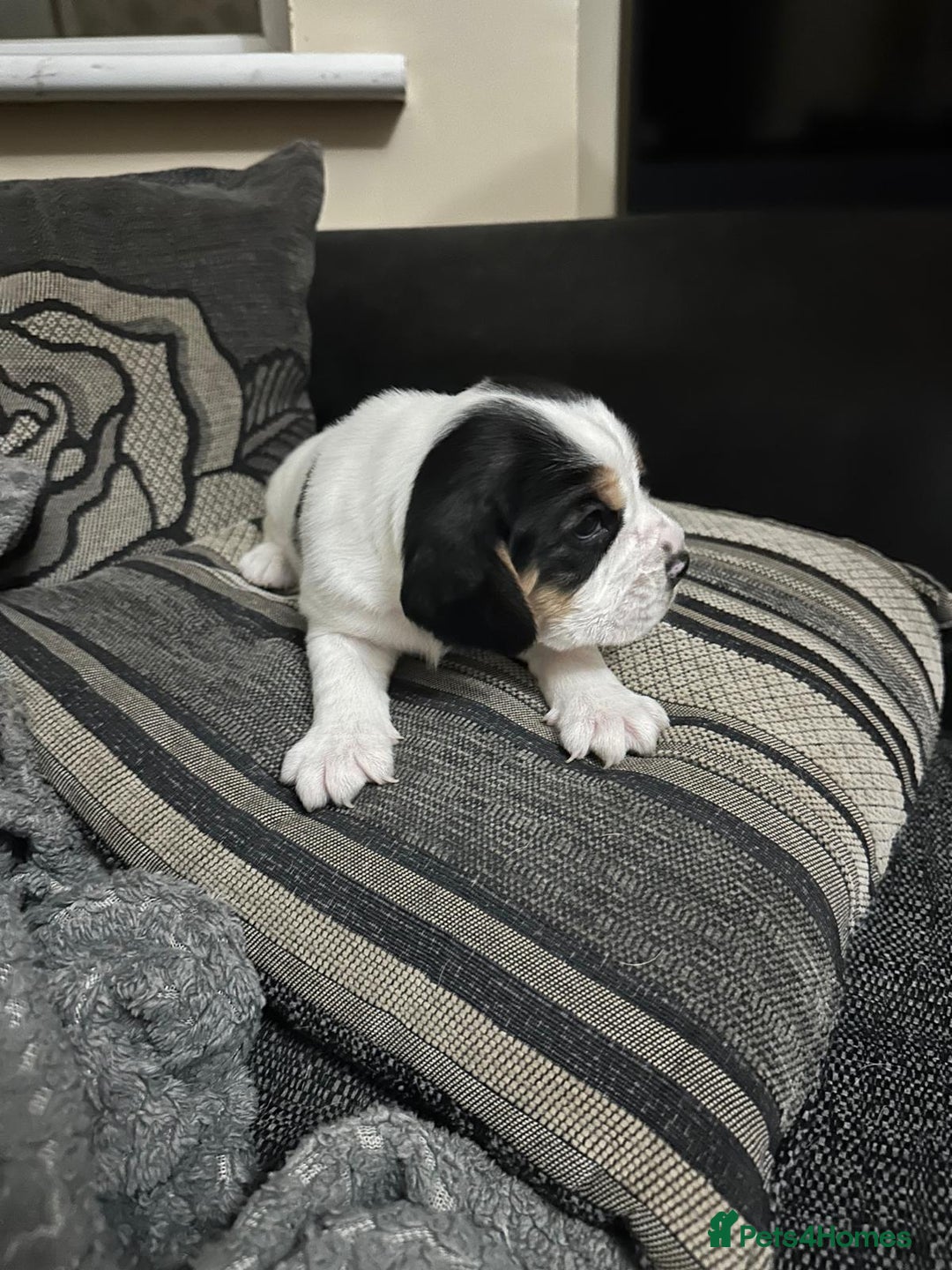 Mixed Breed dogs for sale: Bocker puppies - Advert 3