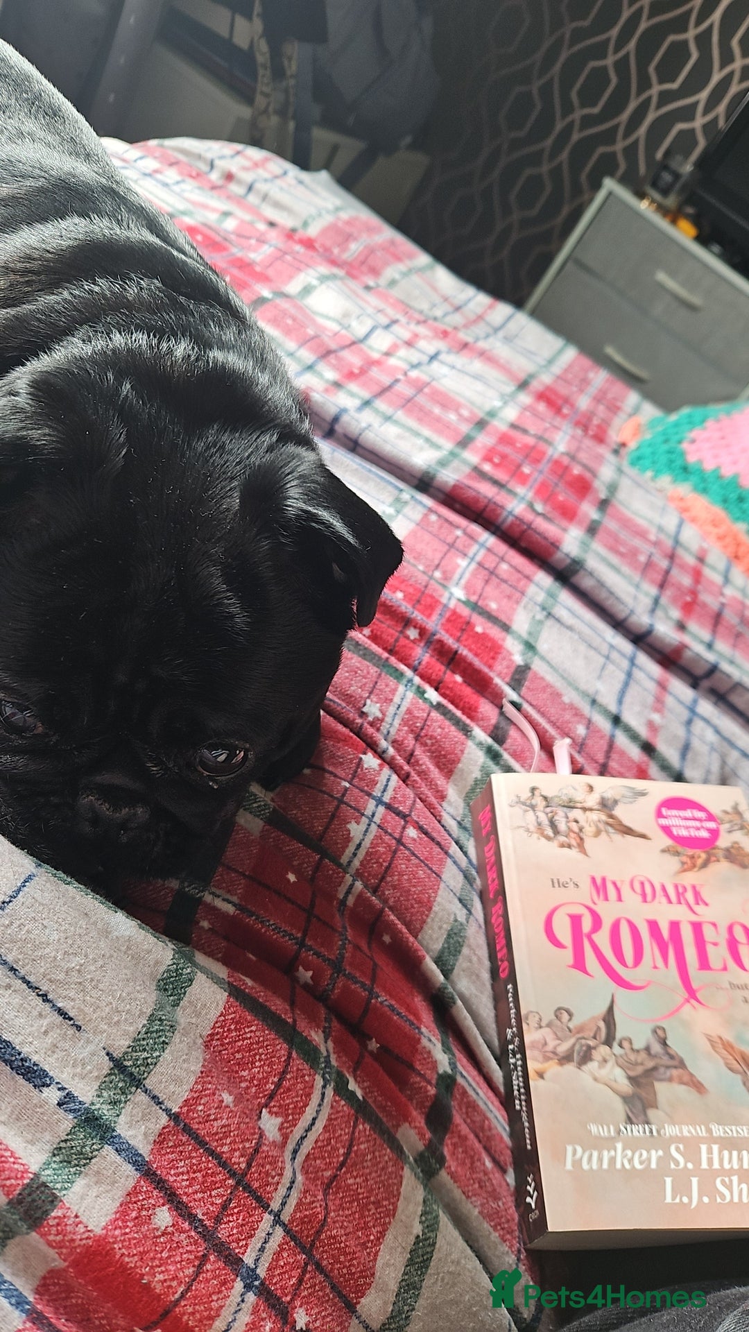 Pug dogs for sale: Loving, Cuddly Pug  - Image 9