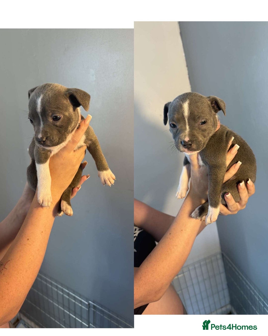 Staffordshire Bull Terrier dogs for sale: 8 blue staff puppies - Image 9