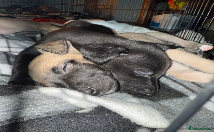 Whippet dogs - Advert 3