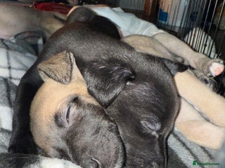 Whippet dogs 5 whippet puppies - Advert 10