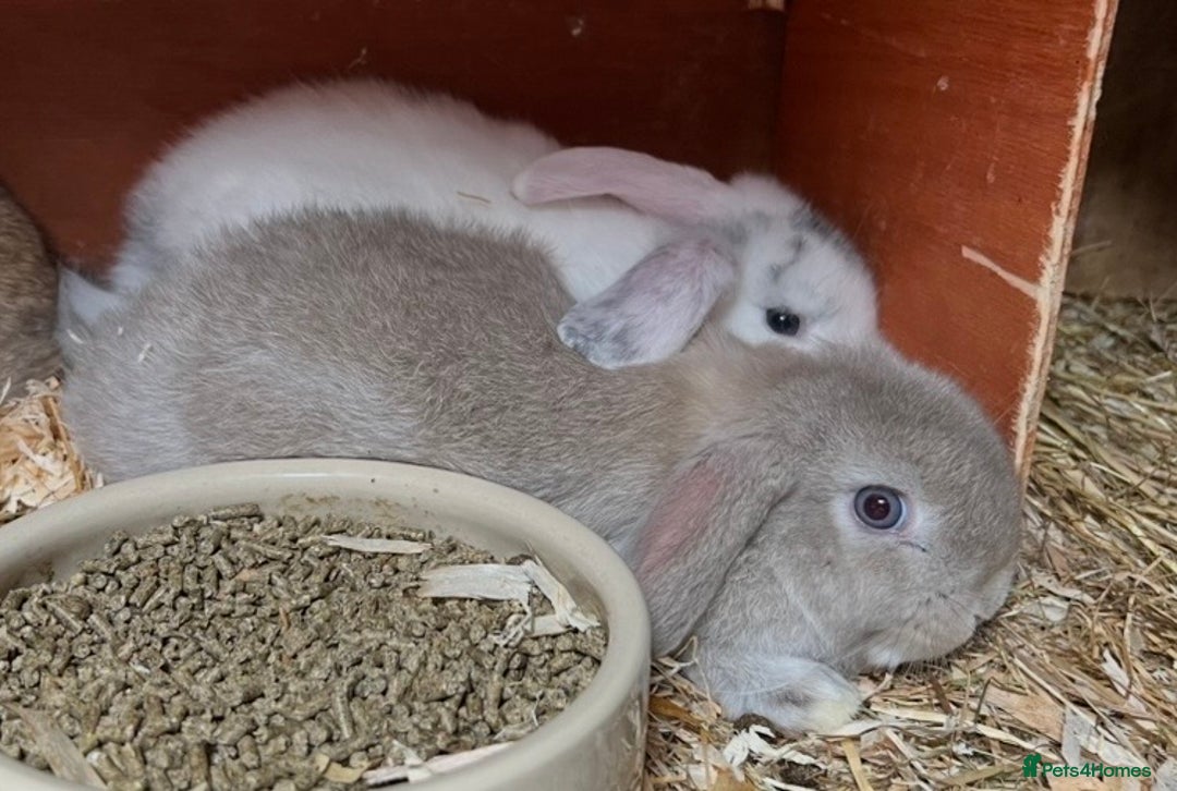 Mini Lop rabbits for sale: Gorgeous mini lops ready now! - Advert 5