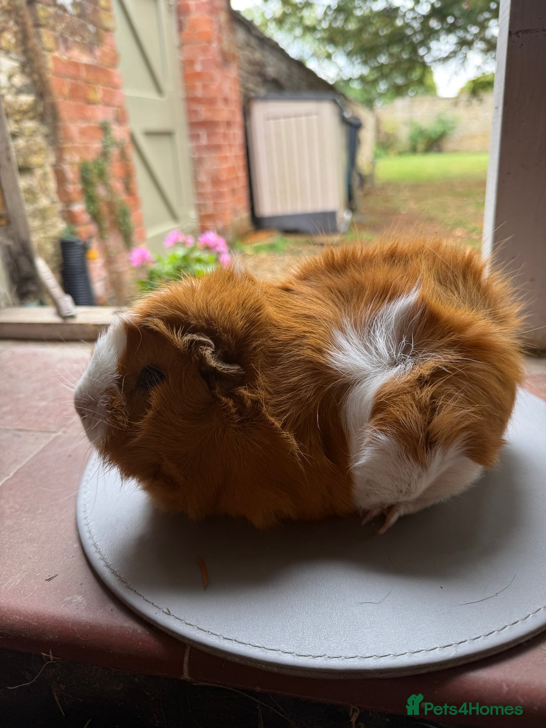 Guinea Pig rodents for sale: 3 sows looking for new 🏡 - Image 9