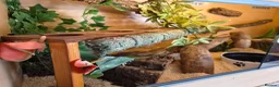 Mixed Breed reptiles for sale: Selling all our reptile collection updated - Advert 24
