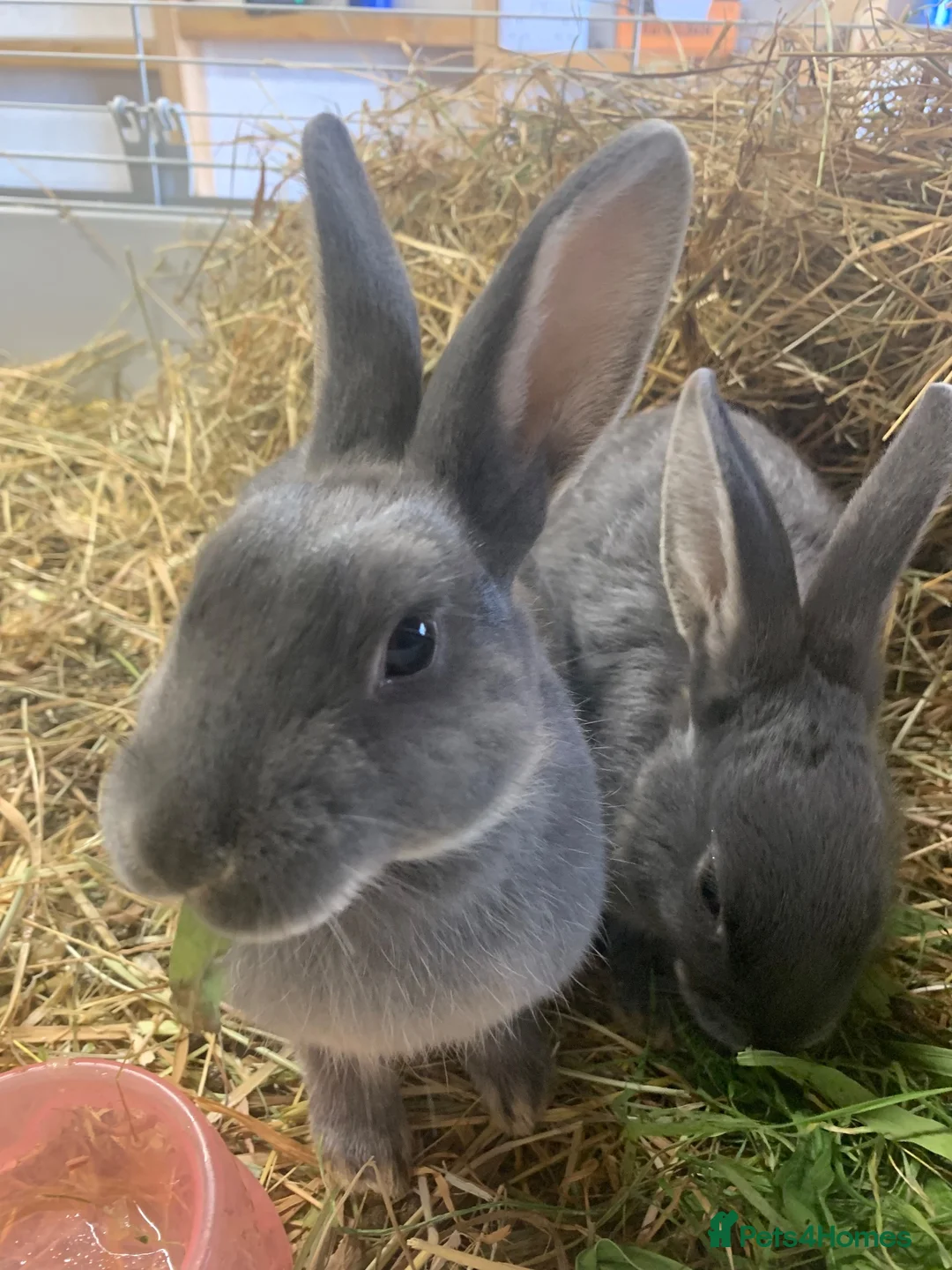 Mixed Breed rabbits for sale: LAST blue Mini Rex mix boy - Advert 1