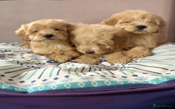 Cockapoo dogs for sale: Outstanding puppies  - Image 3