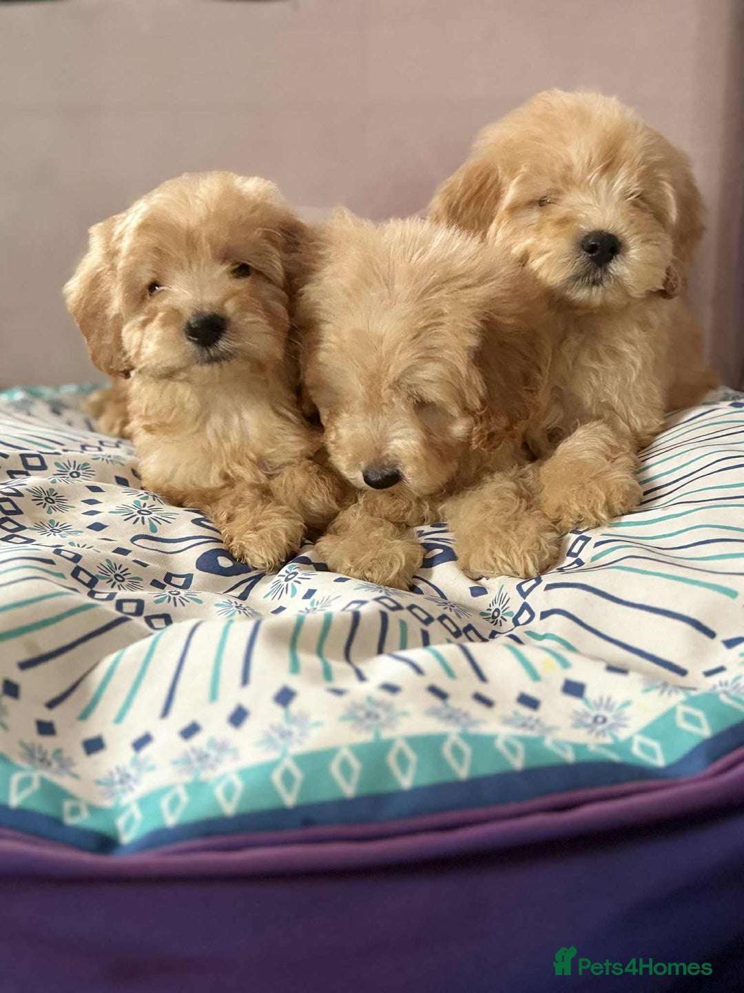 Cockapoo dogs for sale: Outstanding puppies  - Image 3
