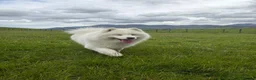 Samoyed dogs for sale: My beautiful girl is expecting (NORTHERN IRELAND) in Ballynahinch - Advert 2