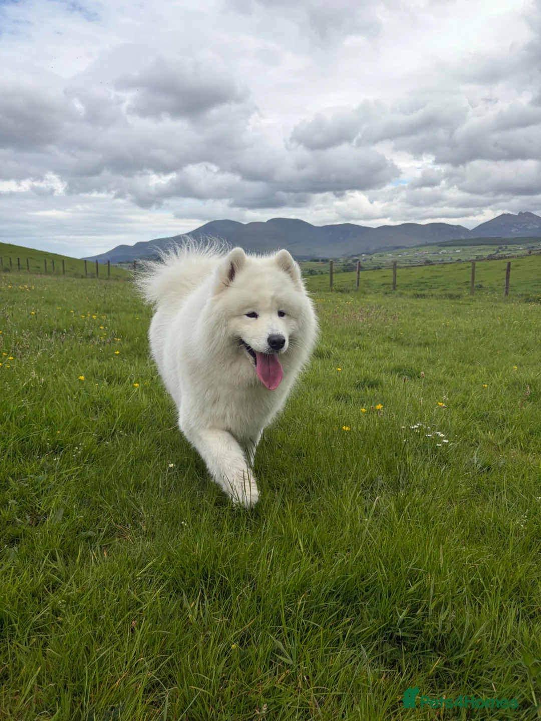 Samoyed dogs for sale: My beautiful girl is expecting (NORTHERN IRELAND) in Ballynahinch - Advert 2