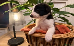 Border Collie dogs for sale: Pure Breed Boarder Collie Pups - Image 15