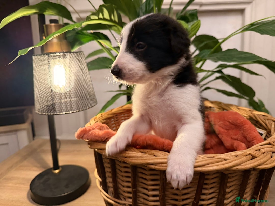 Border Collie dogs for sale: Pure Breed Boarder Collie Pups - Image 15