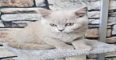 British Shorthair cats - Advert 12