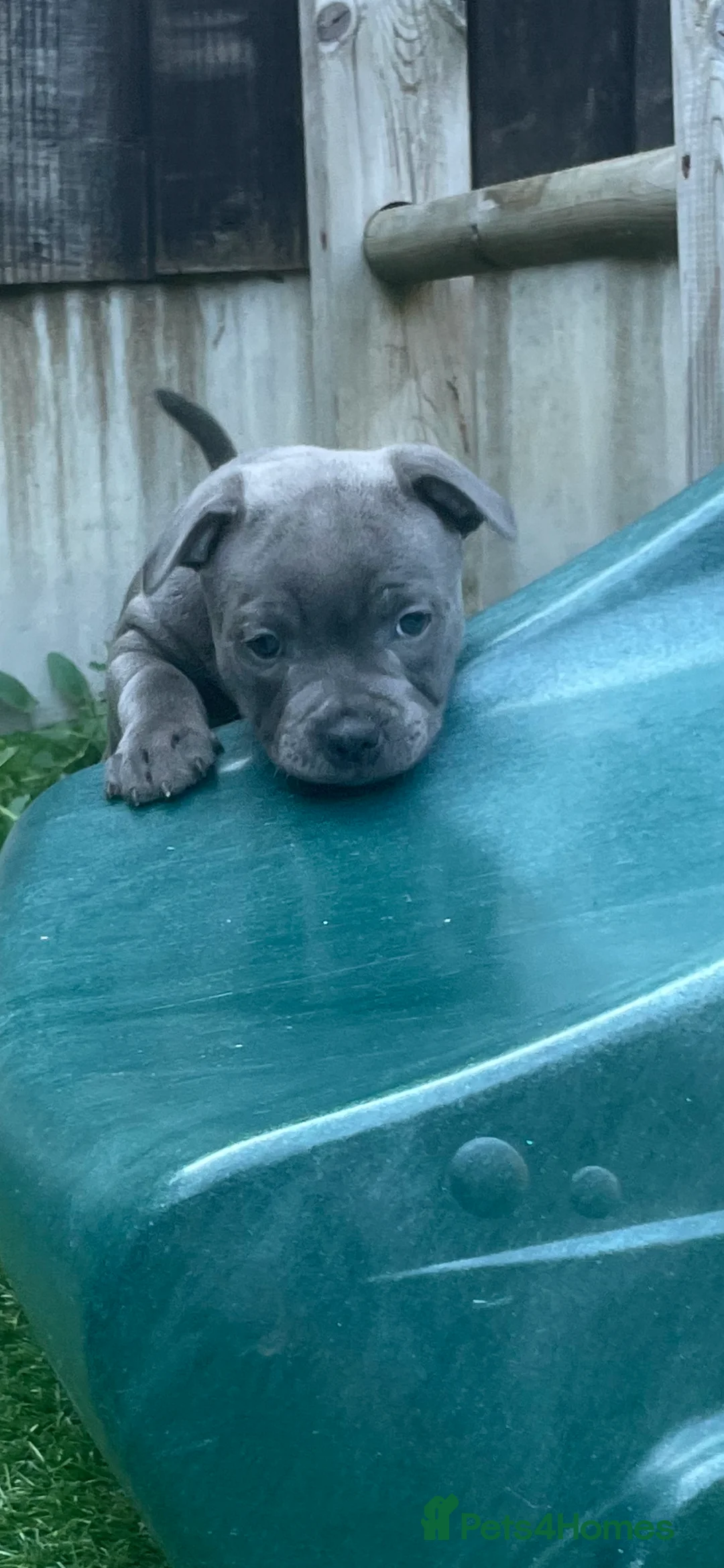 Staffordshire Bull Terrier dogs for stud: 📣THE 🔝 PRODUCING BLACK BLUE GENE CHAMPION IN UK  in Faversham - Advert 20