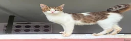 Mixed Breed cats for adoption: Mona - Norwich Norfolk  - Advert 4