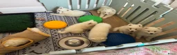 Samoyed dogs for sale: Crufts line + health tested Samoyeds - Advert 3